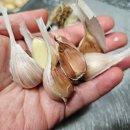 농사꾼홍삼 | 닭똥집볶음 성공적 (의성 홍산유황마늘 1kg)