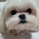 24시 코끼리동물의료센터 이미지