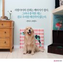 깨DOG 이미지