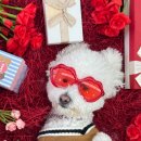 놀러오개 애견유치원 애견호텔 기흥점 이미지