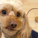 서울댕입구 이미지