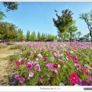 순천만의 추억 이미지