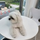 더봄애견 이미지