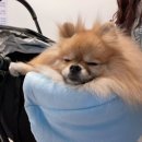전주 애견동반호텔 추천 멍스테이 호텔 강아지 운동장