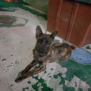 똥개이발소 이미지