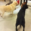 아이러브독도 이미지