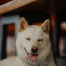 행복하 개 이미지