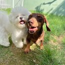 댕라이킷 이미지