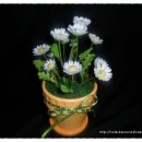 슈가아트 들국화꽃 이미지