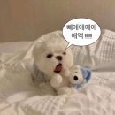 티엠에프씨 | [K리그1] 4월 20일 전주월드컵경기장 전북현대 VS 대구FC 직관 후기