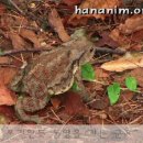 [jms 정명석 목사님] 두꺼비의 식사 시간 영상 3 이미지