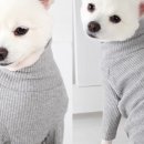 스타일 멍멍 이미지