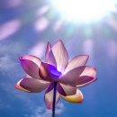 사진예술 이미지