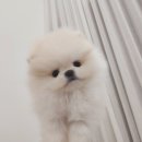 나눔펫 책임분양소 강아지분양 김포점 네이버블로그