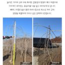 수양시장 네이버블로그