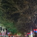 (주)우리마트진영점 | 제주도 전농로 왕벚꽃 축제 개화 실시간 후기, 먹거리, 야경, 주차 (벚꽃없는 벚꽃축제ㅋ)