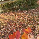 원효로1 | [원효로 붕어빵] 용산 붕어빵 현지조사_1-2 / 컴퓨존 옆 붕어빵