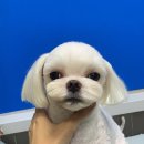 포일동물병원 이미지