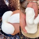 명대농장 | [트렌드] "이게 대체 왜 인기?"…한국인들 사이 난리 난 영상