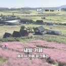 새빌 | 제주시 카페 핑크뮬리 포토존 애월 가볼만한곳 새빌 방문 후기