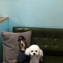 그루밍폼폼 이미지