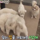 똥꼬발랄 이미지