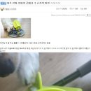 더개밥 이미지