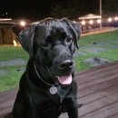 빌라 달모어 이미지