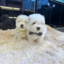 프리미엄캔넬 이미지