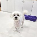킁킁펫살롱 네이버블로그
