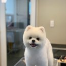 바닐라 애견샵 네이버블로그