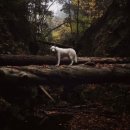 꿈꾸는개 이미지