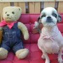 로즈펫살롱 이미지