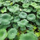 나무향가득펜션 이미지