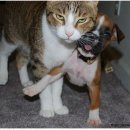 은행마을아주아파트 이미지