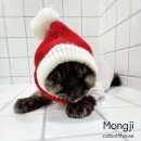 고양이 목욕탕 이미지