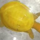 (주)거북 이미지