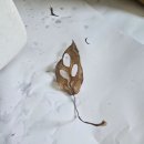 거목집 | 힘없던 반려식물이 기운차린 방법은 거목산업사 최고급 분갈이흙이 비법이에요 후기 알려드릴께요