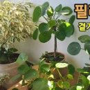 필레아
