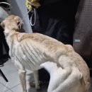탐정들의 영업비밀: 임보자가 잃어버린 제 강아지를 찾아주세요(반려인들 특히.. 사체 주의, 충격 주의) 이미지