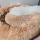 펫미장원 이미지