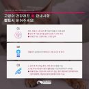 다솜고양이메디컬센터 | 부산 고양이 병원 건강검진 다솜고양이메디컬 내돈내산 후기