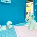 펫트리파크 이미지