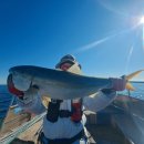 나사블루윙피싱 | 오랜만에 80 방어 본격적인 시작! 달리세요. 부산낚시 울산낚시