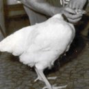 약혐) 머리 없는 닭 마이크(Mike the Headless Chicken) 이미지