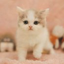 부산고양이분양 퍼스트캣 부산점 | [부산고양이분양 퍼스트캣 부산점] 최상의 품질과 서비스로 제공하는 먼치킨분양!