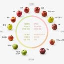 홍영식품 | 사과(나무), 사람과 가장 가까이 있는 과일