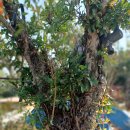 여주-0532 이미지