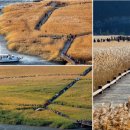 순천만습지 이미지