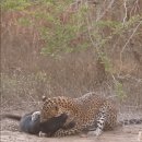 자는 개 사냥하는 표범 🐆 이미지